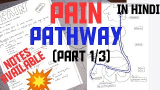 PAIN PATHWAY  PART 13  NOCICEPTORS  NOXIOUS STIMULI [upl. by Yeldahc]