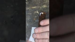 oiling a wooden knife handle [upl. by Niala]