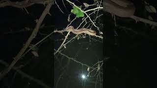 The keelback snake Climbs tree branches to catch hunted [upl. by Zadack]