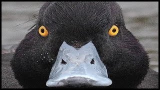 Are you Afraid of Ducks  Anatidaephobia [upl. by Adnorahc770]