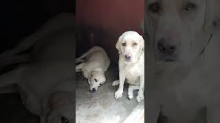 Labour dog Viral video Youtubeshort short video viral [upl. by Ecnahs]