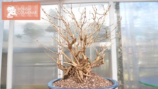 Weigela  Bonsai Colmenar [upl. by Kcirdnekel87]