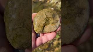 Flat AMMONITE FOSSIL amp Impression found in North Texas Creek fossilhunting [upl. by Enileqcaj]