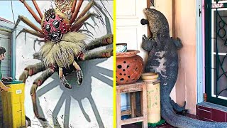 50 Terrifying Animal Invasions In Homes and Swimming Pools [upl. by Amaral]