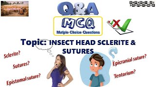 Important MCQ on Insect Head  Sclerites and Sutures [upl. by Halivah]