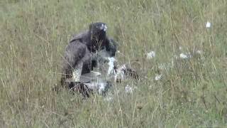 MARTIAL eagle eating a stork [upl. by Nerraw406]