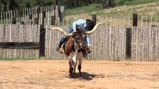 TEXAS LONGHORN STEER BROKE TO RIDE • FOR SALE [upl. by Breeze244]