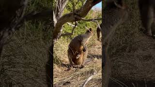 Baby Kangaroo  Cuddliest Kangaroo kangaroo babykangaroo cute baby viralvideo shortsvideo [upl. by Ellehcen]