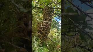 Bearding amp Swarming August 20th 2024  Citrus Country Bees [upl. by Hgielhsa14]