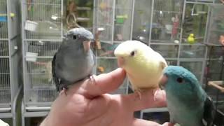 Lineolated Parakeets Talking [upl. by Clorinda]