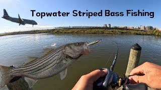 Topwater Striped Bass Fishing  Potomac River Striped Bass Fishing  Washington DC Striper Fishing [upl. by Asihtal]