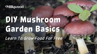 How To Grow Edible Mushrooms In Your Home Garden  Milkwood [upl. by Gerhardt]