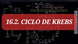 BQ 16 Ciclo de Krebs 2  La conexión del ciclo de krebs y demás rutas metabólicas [upl. by Nytsud195]