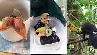 Baby Toucans day 1 to 100 days old [upl. by Caputto560]