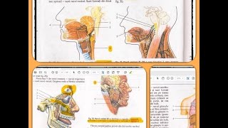 12 SISTEMUL NERVOS part 7 [upl. by Aliam]