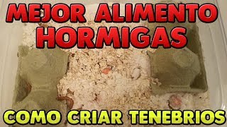 COMO CRIAR TENEBRIOS  EL MEJOR ALIMENTO PARA TUS HORMIGAS [upl. by Donal]