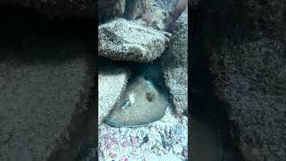 A big surprise 🤯 diving tenerife ocean scubadiving [upl. by Jarid645]