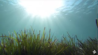 Seagrass genome unlocks the secrets of saltwater adaptation [upl. by Ezzo]