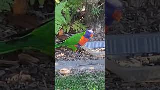 Lorikeets always cute lorikeets [upl. by Howlond]