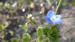 Speedwell  Veronica  Völudepla  Steindepla  Garðplöntur  Villijurt  Æruprís  Sumarblóm [upl. by Hanshaw]