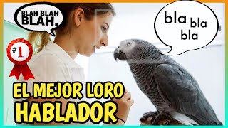 LORO YACO HABLANDO  Loro Gris Africano el mejor hablador 🐦🗣️ [upl. by Egroj]