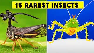 15 RAREST Insects You Might Never See In Your Life [upl. by Erdnua]