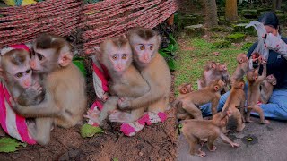 New Abandoned Two Sister Baby Monkeys Released with out fit [upl. by Aihsemak]