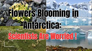 Flowers in Antarctica climatechange [upl. by Mcdonald666]