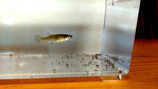 Gambusia Minnow Destroys Mosquito Larvae [upl. by Mathis]