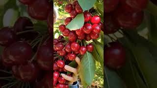 Quality cherry seeds This is a newly researched plant variety [upl. by Digirb27]