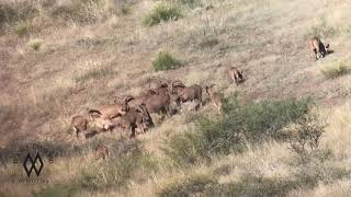 Aoudad Rut  Cracking Skulls [upl. by Artemisia]