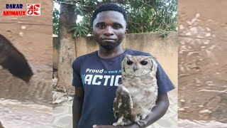 Incroyable  il vit avec un hibou pendant un an  et fait une grande découverte [upl. by Berton]