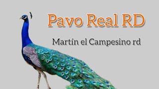 EL PAVO REAL EN RD Martin el Campesino rd [upl. by Medora999]