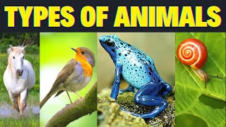 7 Main Types of Animals And Their Characteristics  2023 [upl. by Ecinahc]