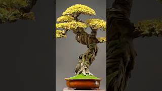 Beautiful Bonsai Works🌳🌲💥491shorts shortsvideo beautifulbonsai art khuebonsai🥰❤️ [upl. by Revorg880]