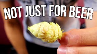 What Are HOPS And what to do with them besides making beer  Amazing Plants [upl. by Ym]