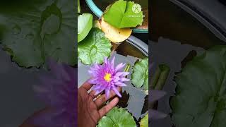 Water lily plant at home waterlily gardening ytshorts [upl. by Atekihs]