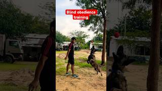 Dutch shepherd training ❤️ youtubeshorts shortsfeed belgianmalinois viralvideo trending love [upl. by Enilada]