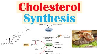 Cholesterol Synthesis  How Our Bodies Make Cholesterol [upl. by Aneehsal]