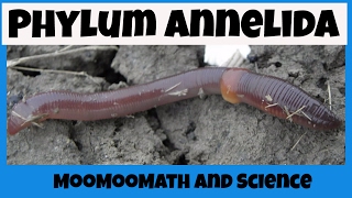 Phylum Annelida Characteristics [upl. by Alemahs290]