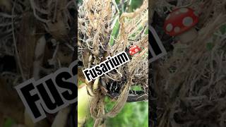 DETECCION DE FUSARIUM EN MAIZ 🌽 agriculture [upl. by Dnar]