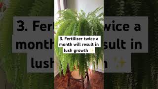 Boston Fern Care Guide bostonfern fern indoorplants [upl. by Roux]