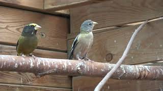 evening grosbeak avondkernbijter [upl. by Erskine]