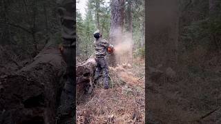 Dropping a BIG Lodgepole Pine with Husqvarna Chainsaw [upl. by Rriocard22]