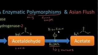 Pharmacogenomics  Asian Flush Part 1  pharm lecture 20 [upl. by Hannahoj]