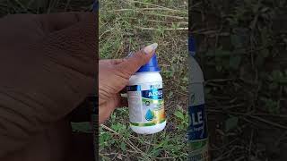 JuAzole fungicide Azoxystrobin 182  Difenoconazole 114 SC shortvideo shortsvideo [upl. by Marola]