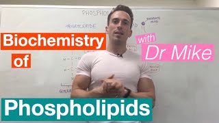 Phospholipids  Biochemistry [upl. by Aennaej181]