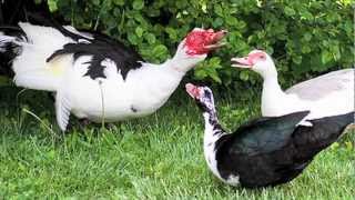 quotMuscovy Ducksquot Documentary [upl. by Inoek]