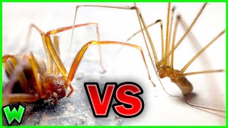 BROWN RECLUSE vs CELLAR SPIDER ft JacksWorldofWildlife [upl. by Alaet276]