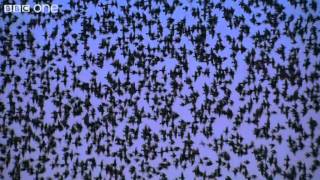 Peregrine Falcon Hunts Starlings in Rome Narrated by David Tennant  Earthflight  BBC One [upl. by Yellah]